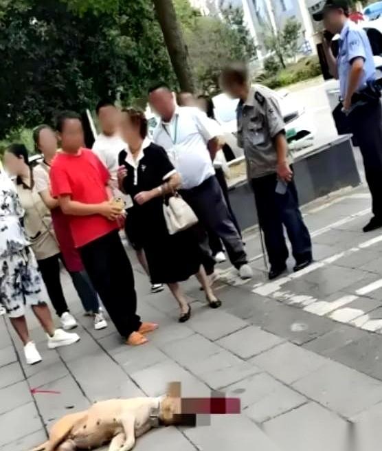 就听见“咚”的一声闷响。
一条几十斤重的大狗，被个大哥单手薅着后脖颈，结结实实砸