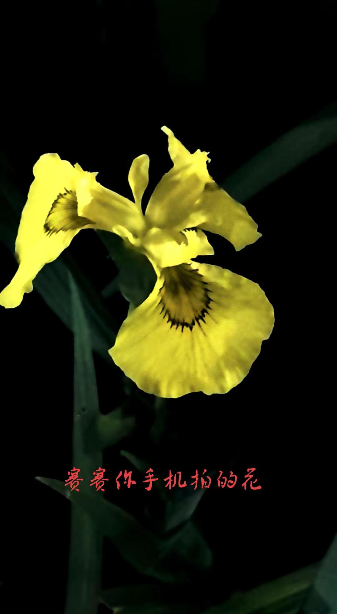 一阵清香走近你的芳心