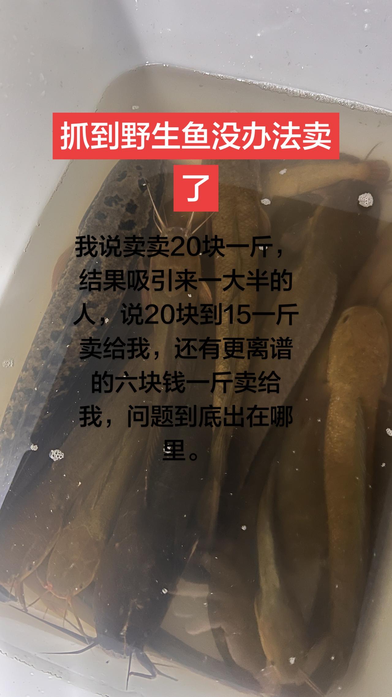拍个抖音引来大量的同行，都是纯野生的，我只说卖 这些鱼卖20块一斤，这下好了。