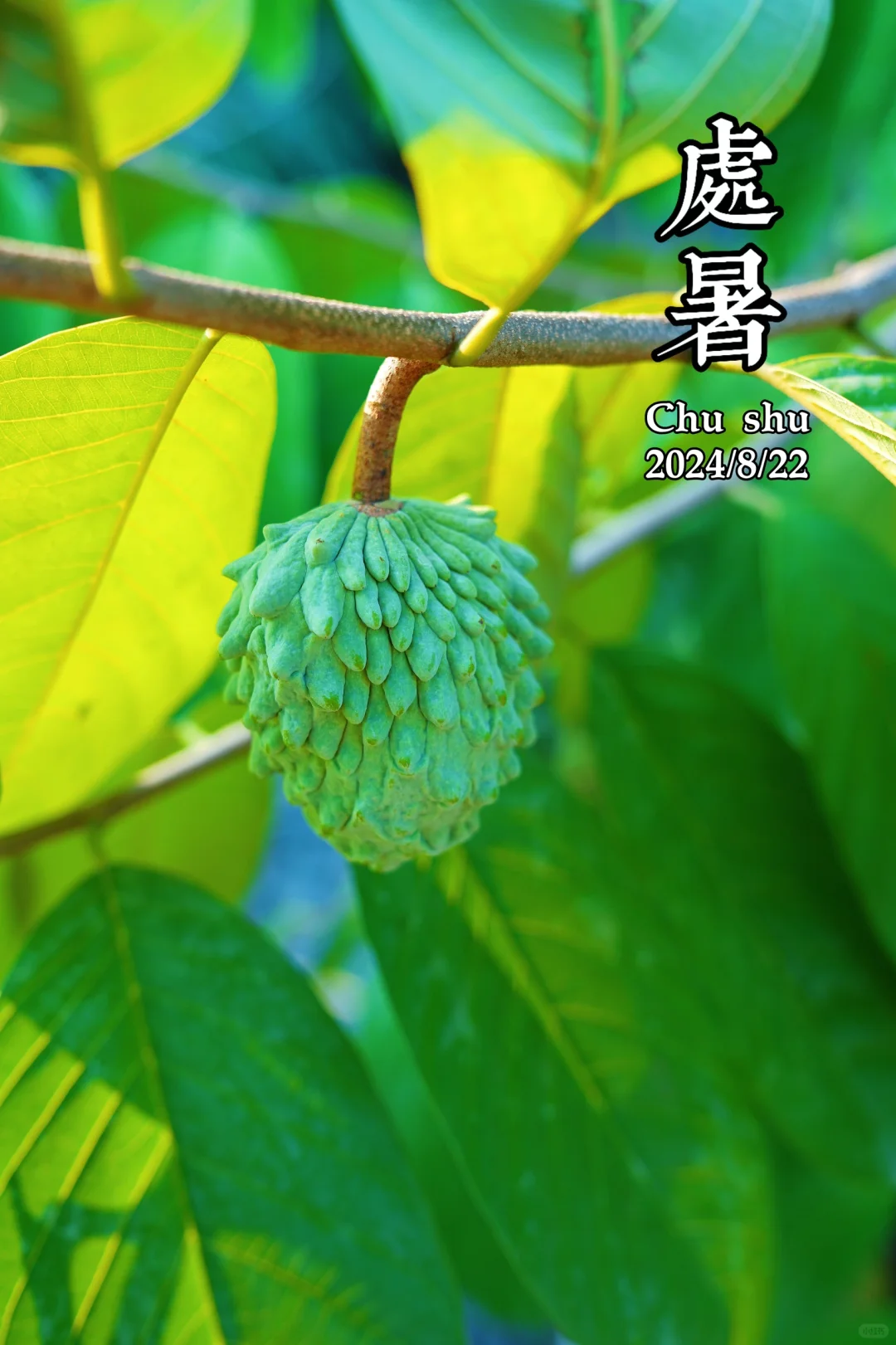 节气｜处暑时节的手机壁纸来啦！请查收！！！