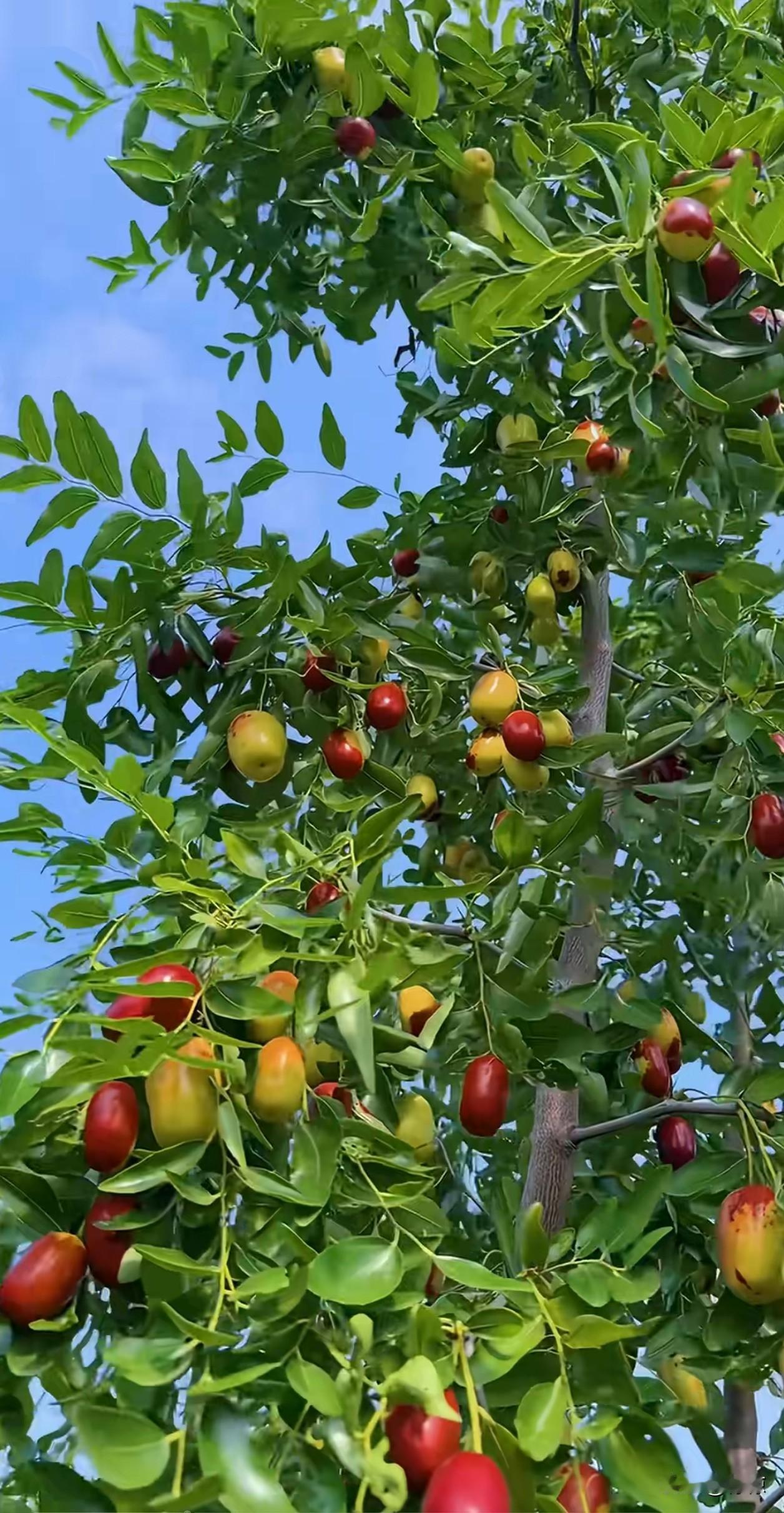 想要一个有大大院子的房子，
种一棵红枣树，
一棵柿子树，
再养一只“大黄”…
