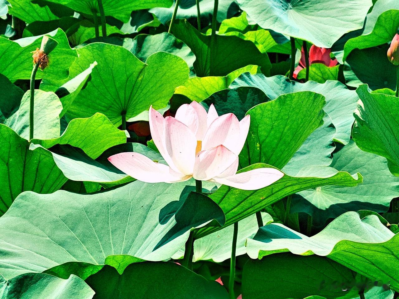 粉嫩荷花开满池塘，绿意盎然，清新自然！🌸🌿