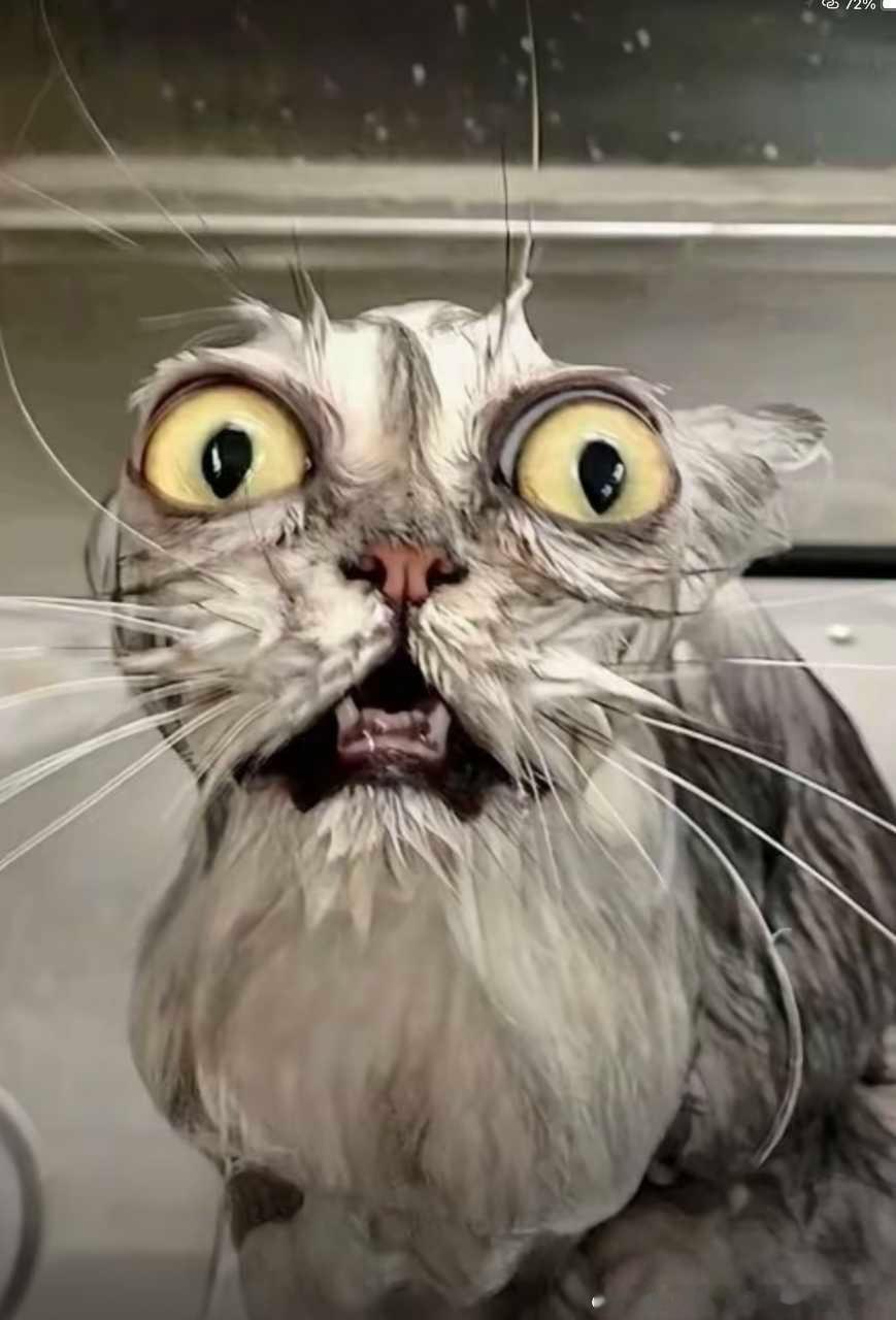 49646【丑猫】真的是同一只吗？ 