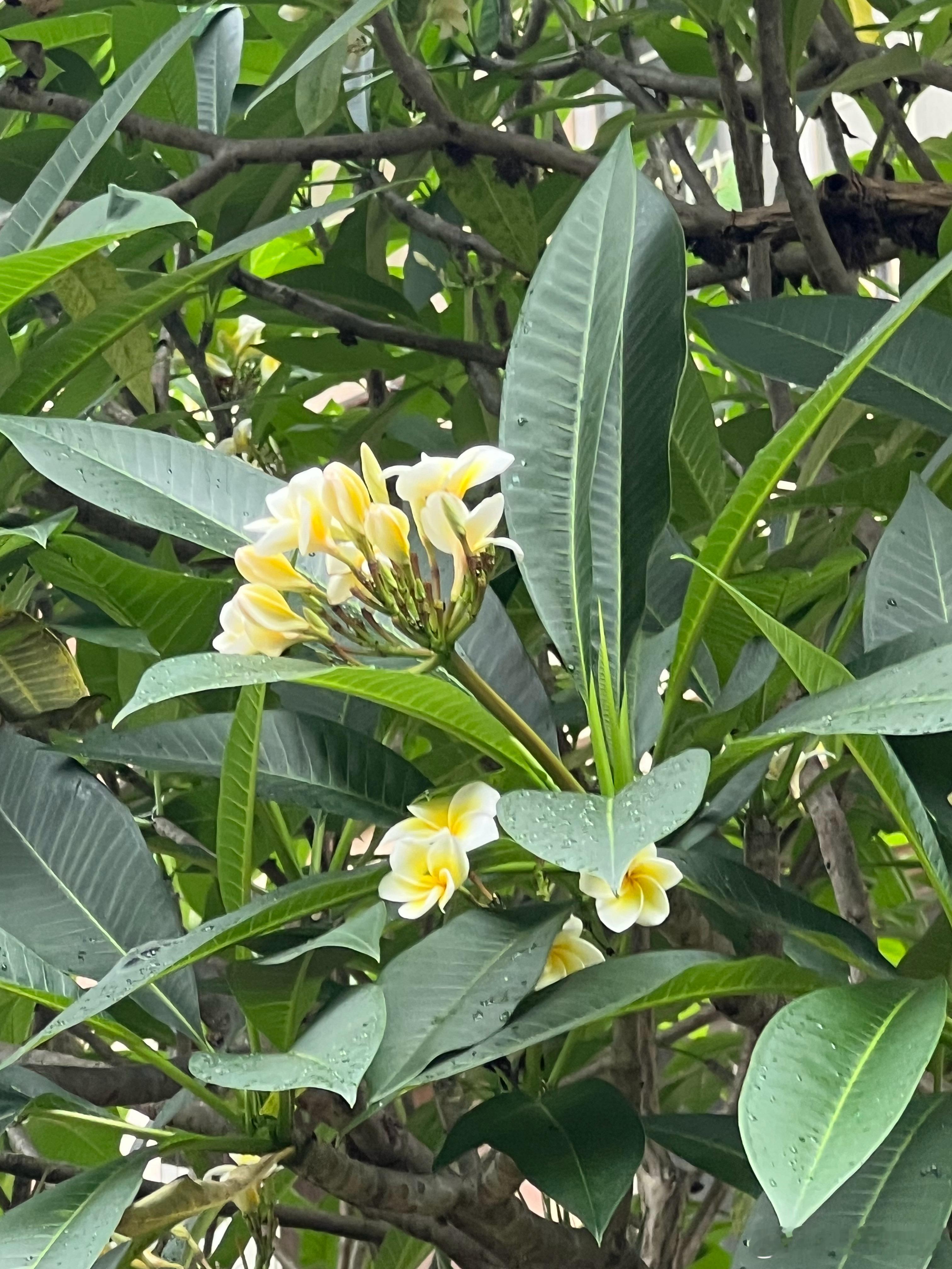 广州小区里美丽的鸡蛋花。用照片记录生活花遇见美好 ​​​