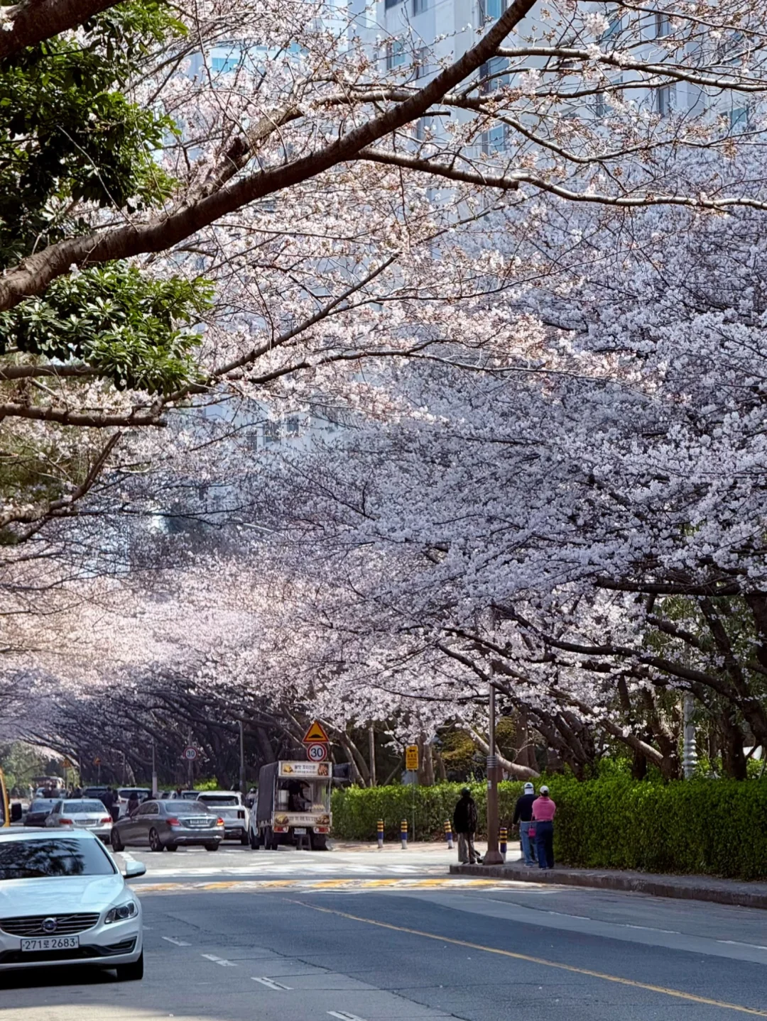 3.28 釜山不做樱花难民，追上了樱花的小尾巴