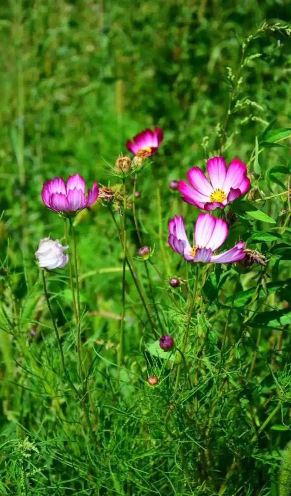 好友们，早安吉祥！
☀️☂🌿🍒
近日高温仍不退，
做事不要太劳累。
白天适当