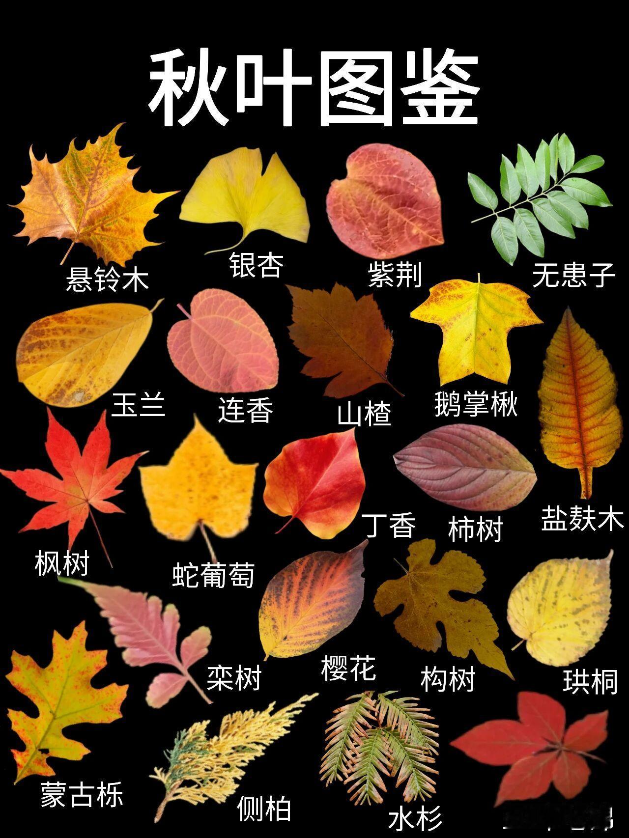 “一年好景君须记，最是橙黄橘绿时。”——这是古人对秋色最美的礼赞。秋天最直观的景