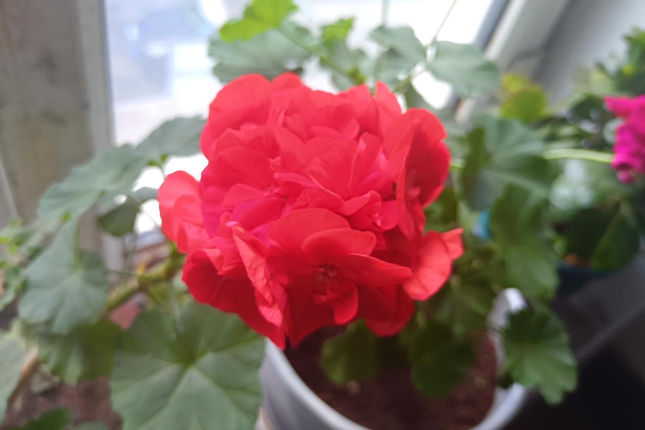 晒一晒随手一拍的花朵