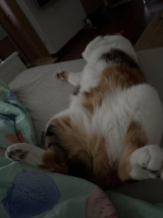 非常占地方的猫，占了我半个床