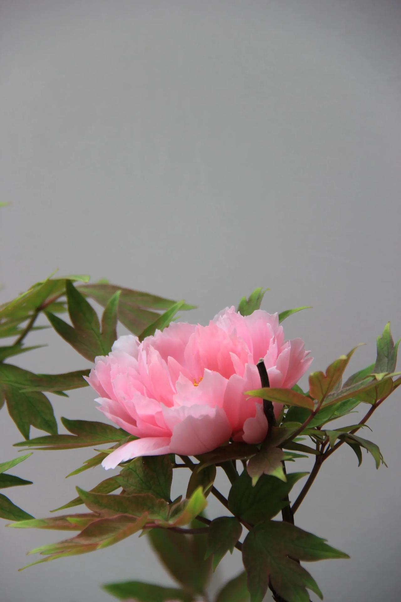 分享一组手机里的各色牡丹花