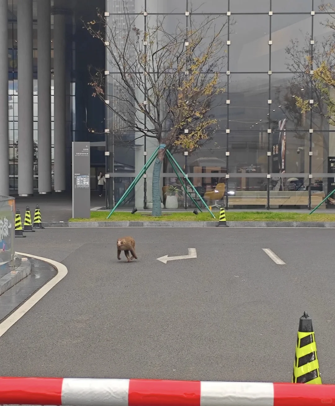 孙悟空大闹阿里西溪园区