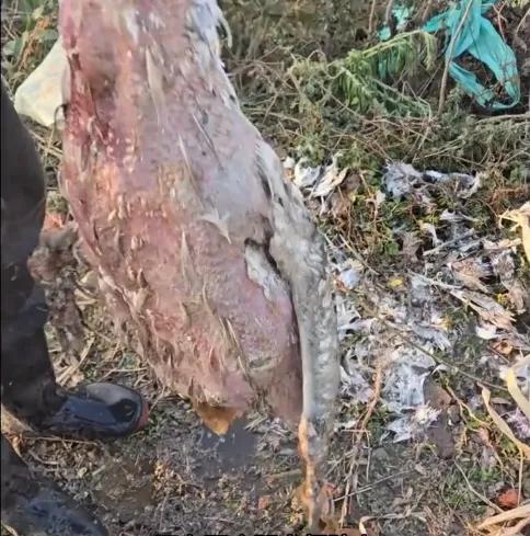 “太吓人了！”
2025年11月，河南信阳，一村民去喂鹅时，发现少了一只18斤的