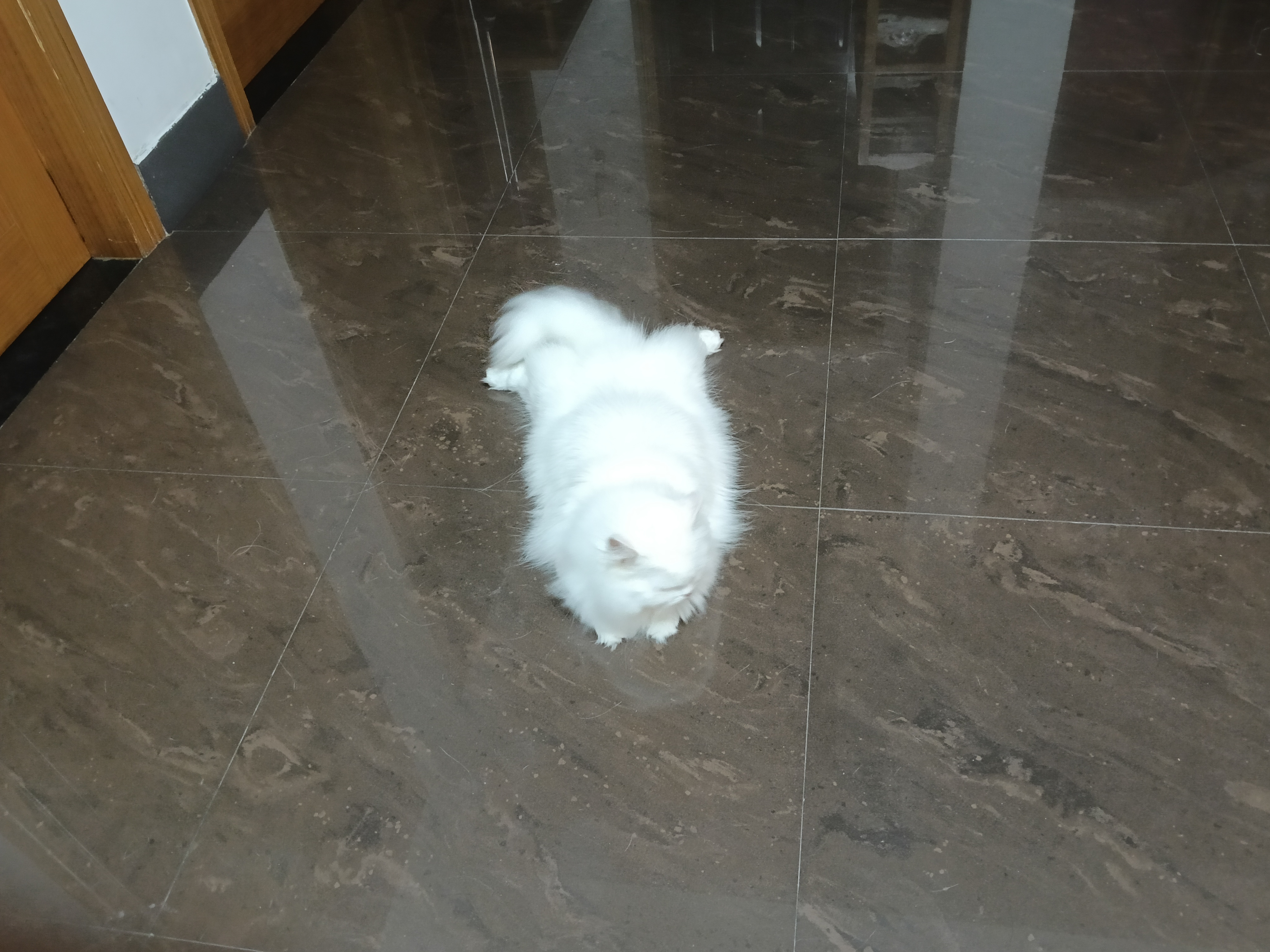 还是小笨猫，你比较可爱一点 