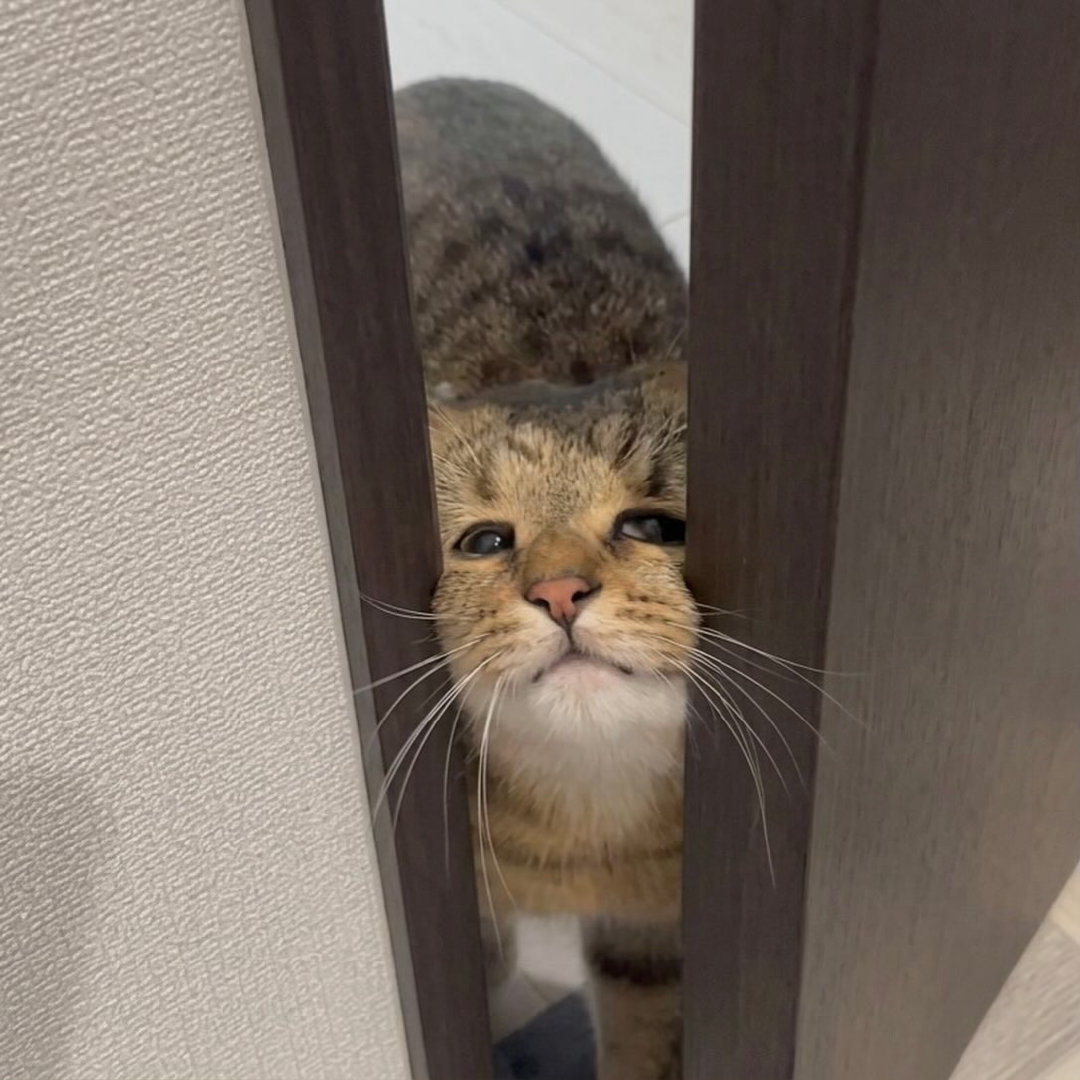 🐈