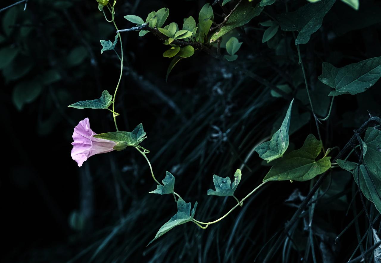 山坡上不见了牛，花儿年年开地头。