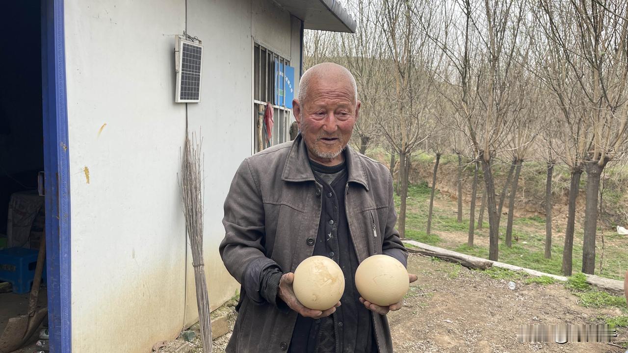 在彬州发现鸵鸟园子！
最近在陕西彬州周边转悠，本想着去看看风景山水，感受一下大自