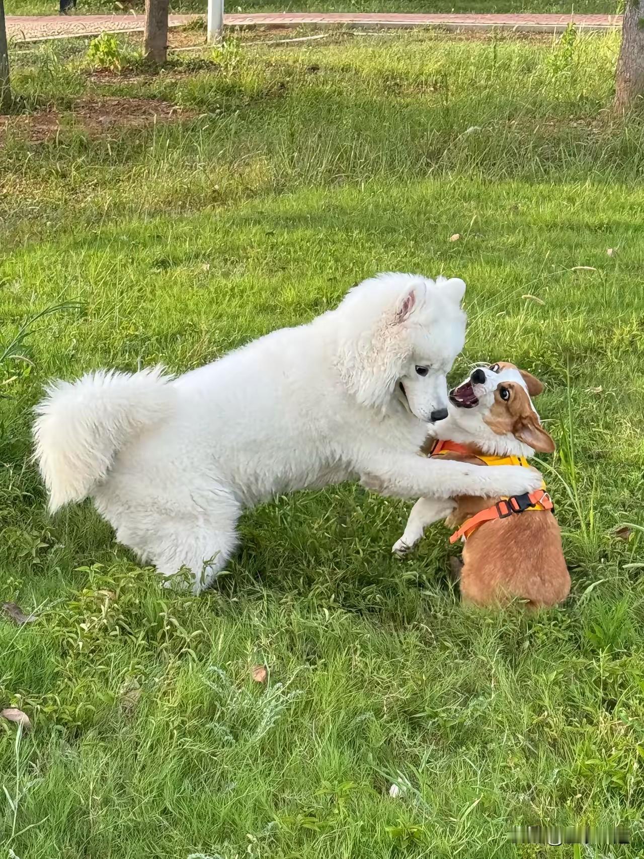 北京“毒狗案”案情已明了！
​气氛最近有点诡异。一起在北京闹得不小的“毒狗案”，