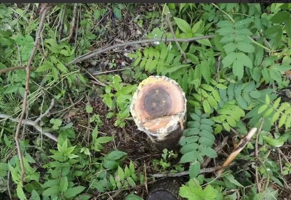 “凭什么定我的罪？”2022年6月吉林一女子，因家中晾衣杆断了，于是便到附近树林