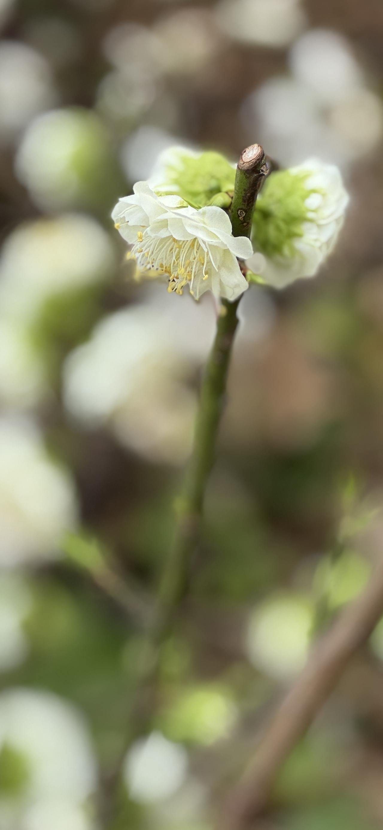 交换一下你们镜头下的梅花吧初见绿梅，便被这抹淡绿惊艳，素净雅致，自带诗意。