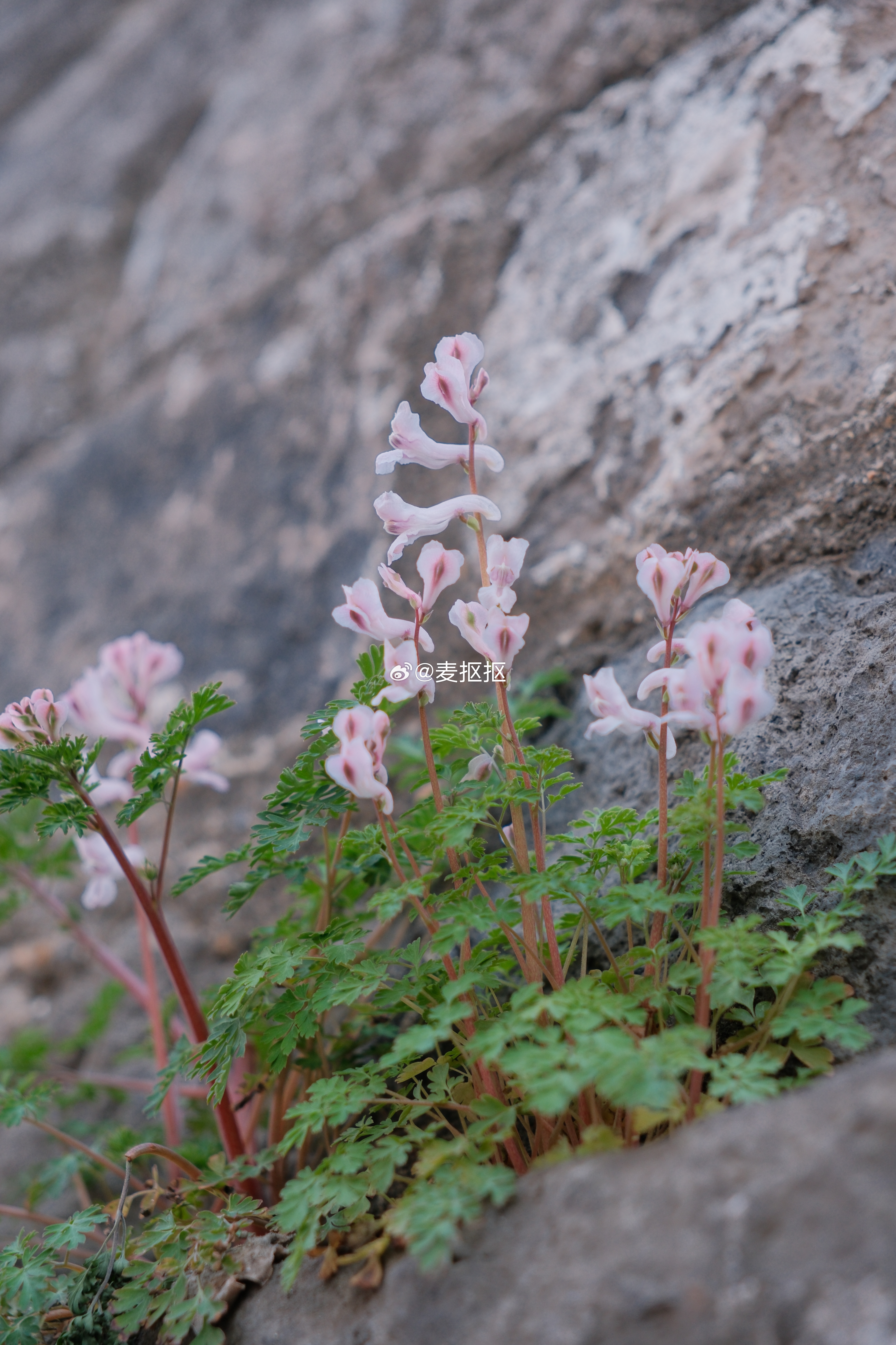 踏青🌸我的日常plog赏花 南京·清凉山