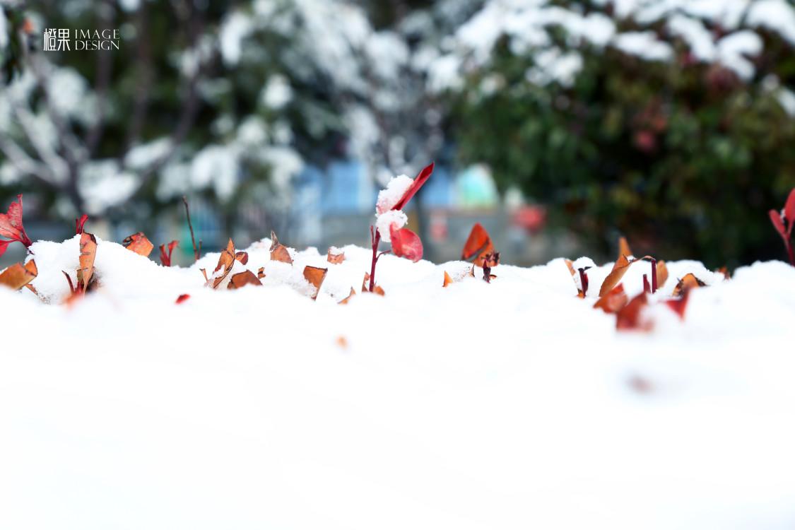 粉嫩的花瓣上栖着薄薄春雪，白里透红，娇艳欲滴。雪的沁凉与花的温柔交织，空气里浮动