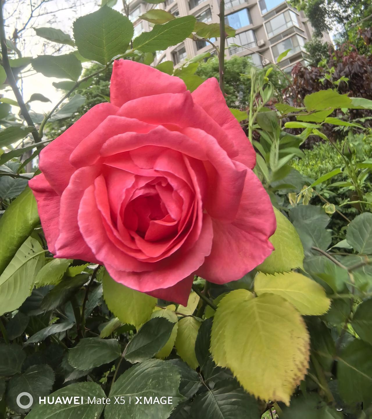 一花一景醉尘寰
朵朵月季艳且鲜
小区里的月季再度绽放，爱拍照的人满心欢喜，随手按