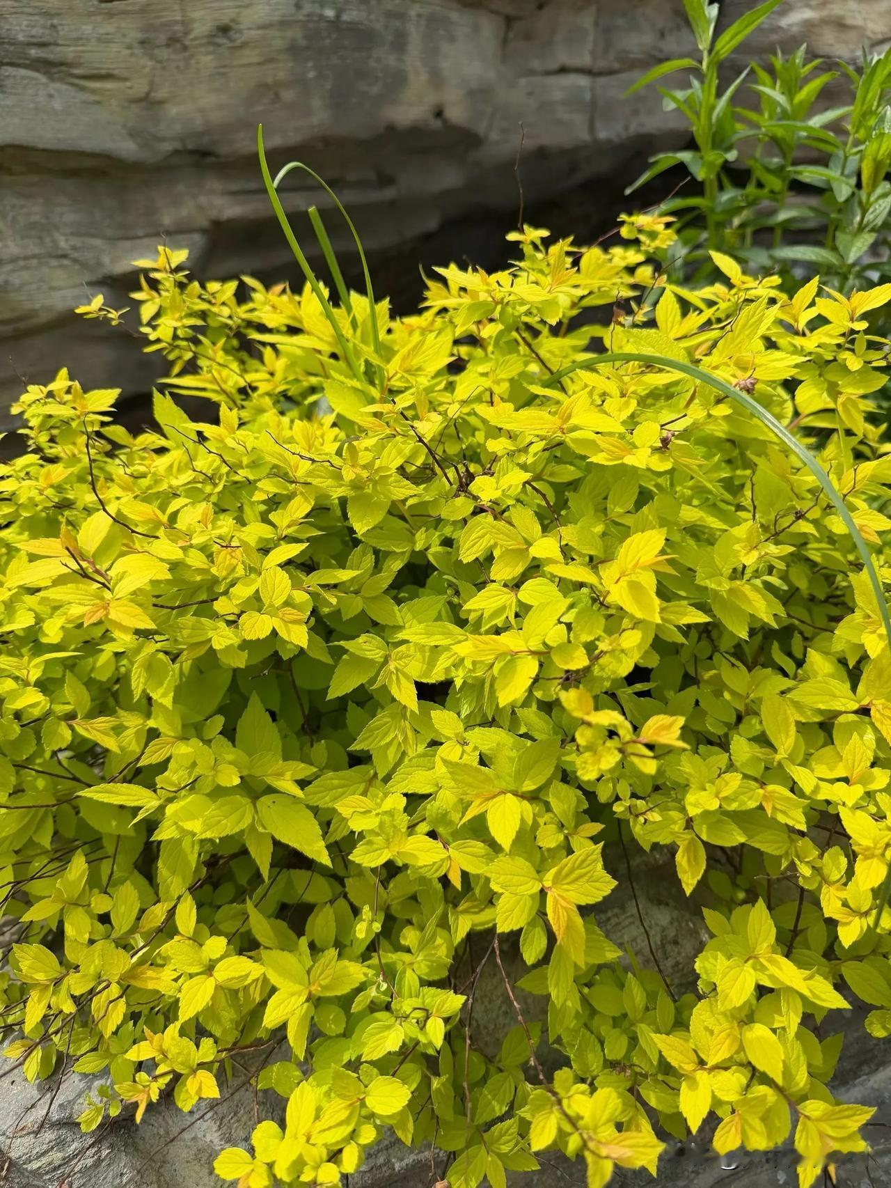 晒出你的本地生活谷雨三朝看牡丹，人间四月尽芳菲。与春作别，与夏相逢。
