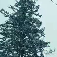 朱志鑫每日一善朱志鑫 民选top 朱志鑫阳光信用 一个善良的人，就像一盏明灯，既