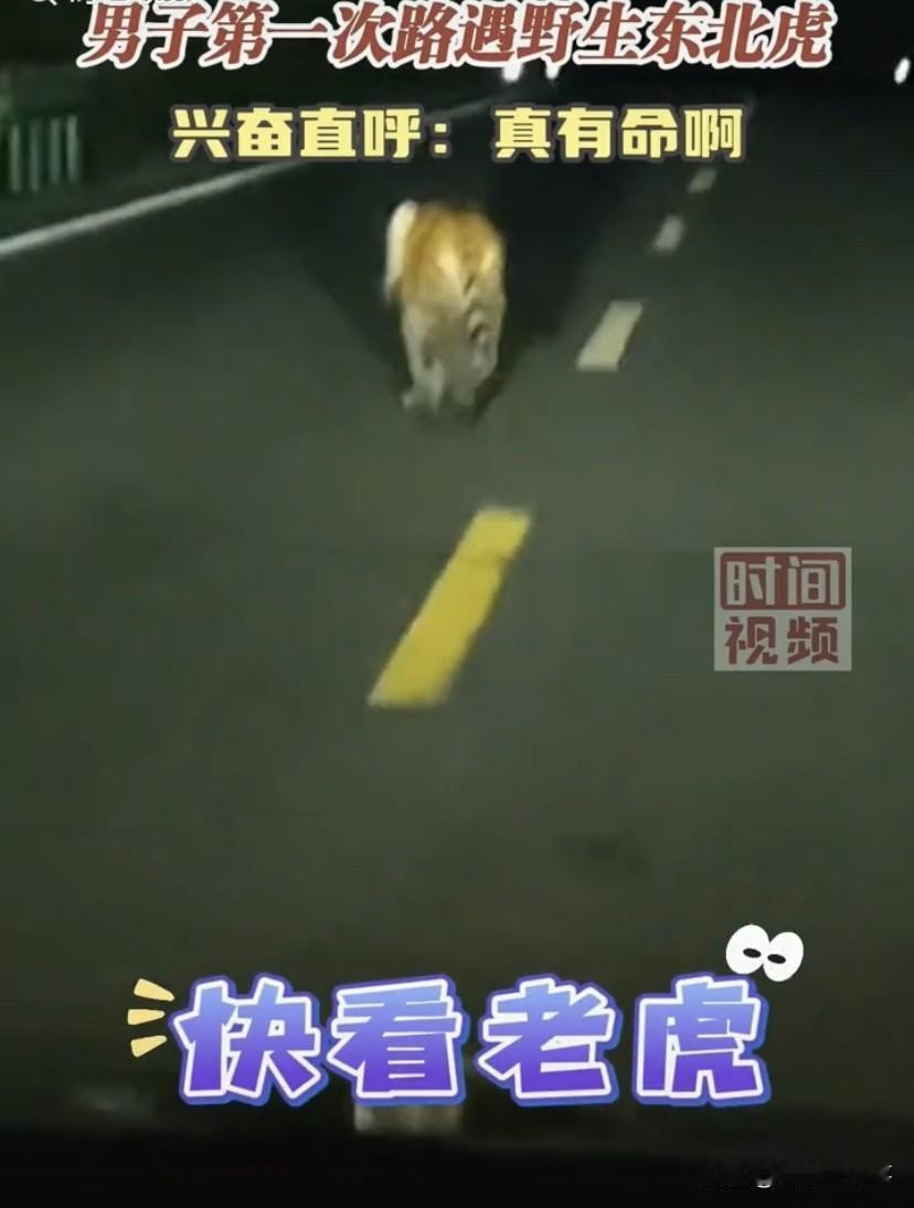 太虎了！黑龙江，一男子夜间在国道开车，突然发现一只野生东北虎在车前散步，男子不但