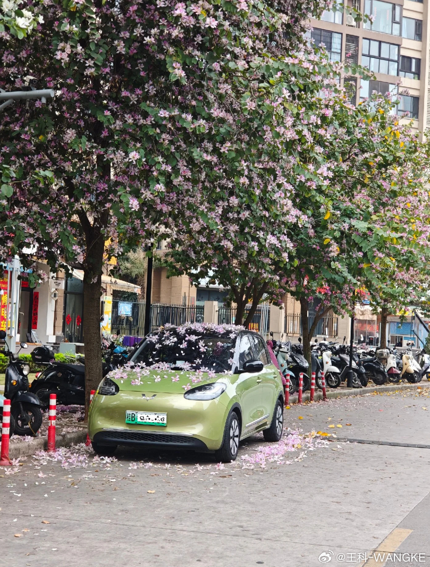 花落菱之上，美！ 