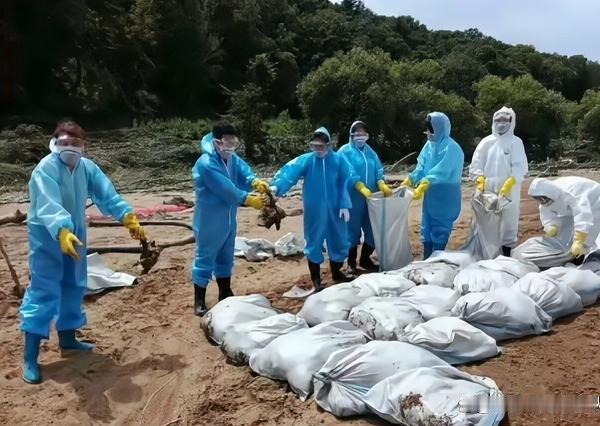 看一下广西南宁宾阳县大量生猪淹死事件！
最新消息：广西宾阳猪场洪灾溺亡生猪事件官