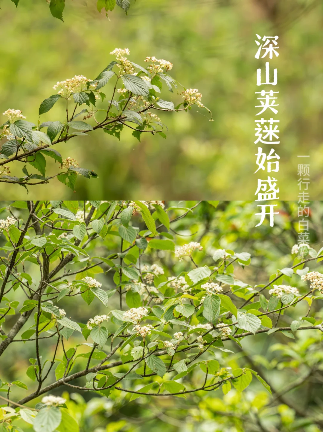 深自然 | 山里的荚蒾始盛开