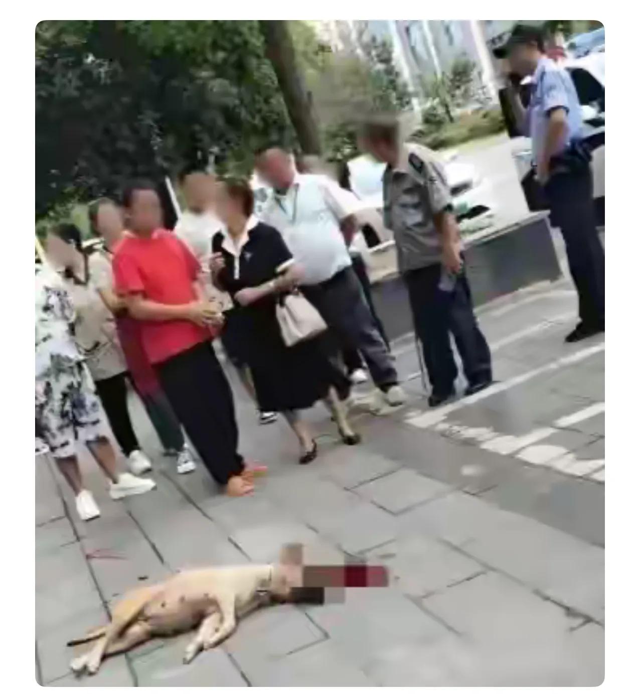 遛狗一定要拴绳！昨天小区外面围了一群人，连警察都来了。

昨天小区外面发生一起狗