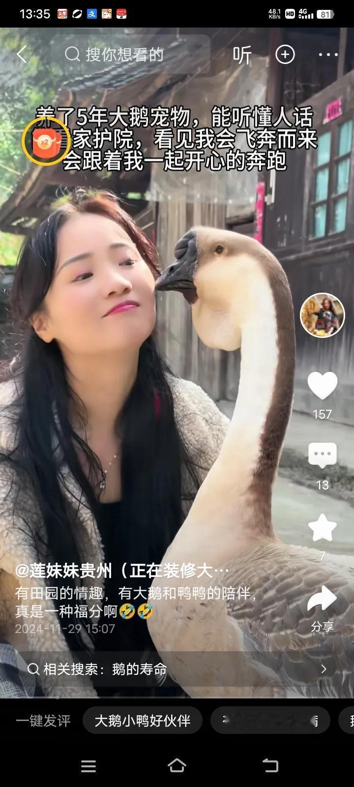 贵州的莲妹妹透露，每天都有大鹅的陪伴，真的是一种难得的福分啊！

原来贵州山区的