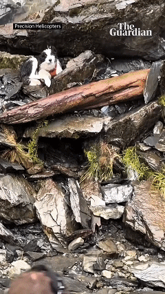 现实版忠犬八公！新西兰女子失足从55米高的悬崖坠落，送医后爱犬边牧独自守在原地7