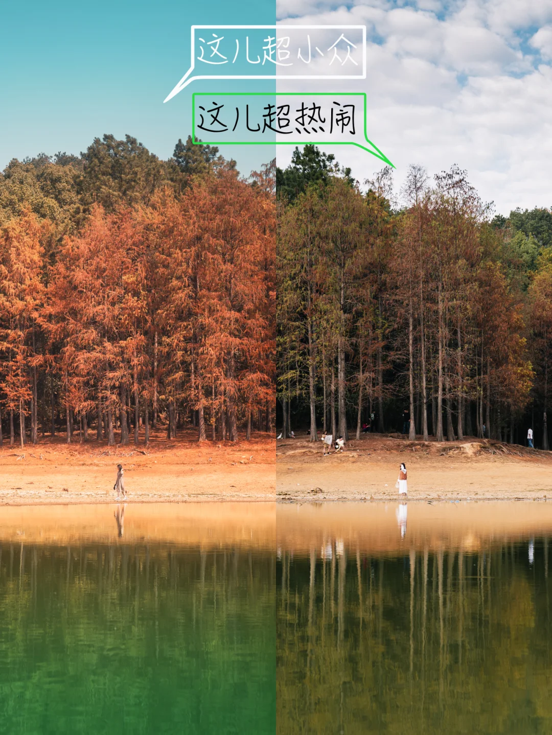 11月的武汉 | 请错过这个大众绝美水杉林❗