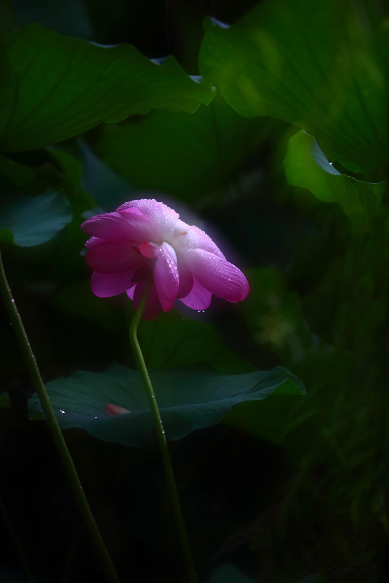 分享一组别具韵味的雨荷。今天已是入伏第八日，津城骤雨初歇。趁湿风未散踱步荷塘，恰
