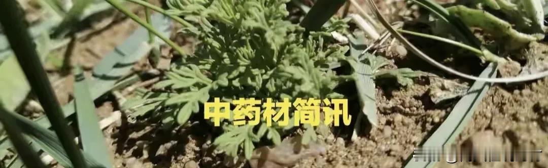 这两类药材品种需要关注：

时值中药材市场销售淡季，市场依然频现热点品种，近来持