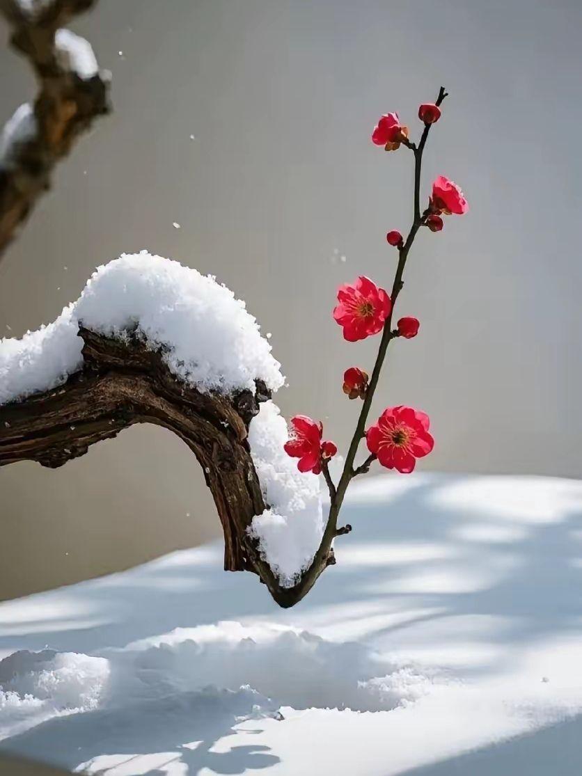 梅
铁骨冰肌占雪中，
何妨世外立严冬。
孤枝独向寒林处，
瘦影横斜表赤红。