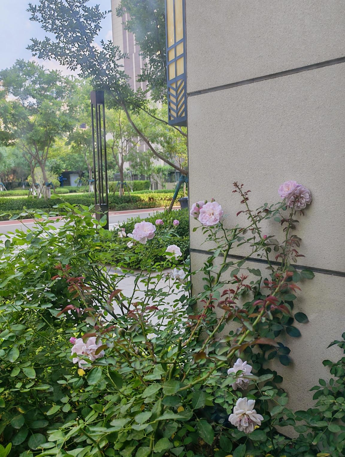 2026.6.19端午节
今天过节，郑州下雨，这是老天爷也还记得两千三百年前的屈