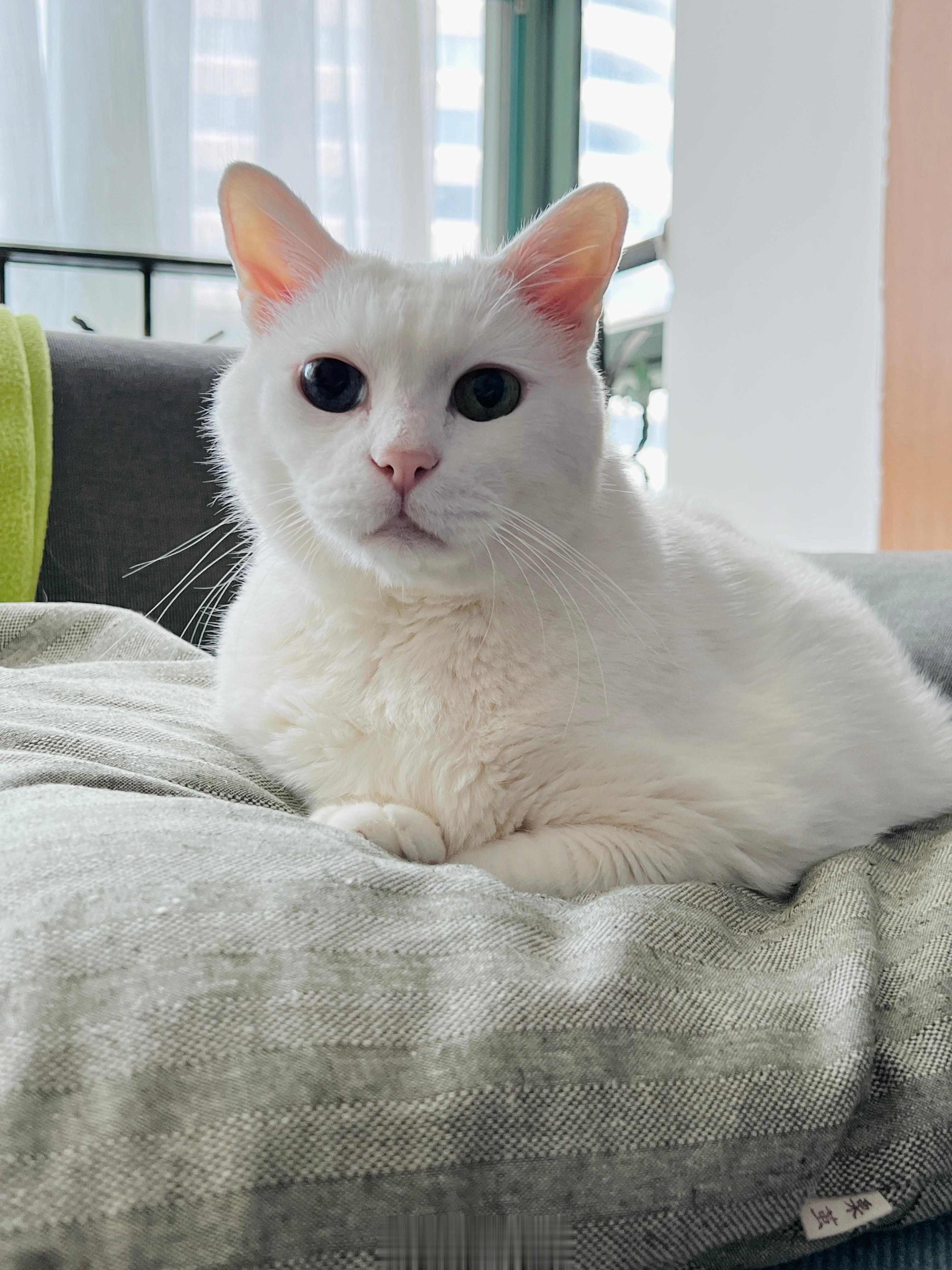 白肥軟近照。 ​​​