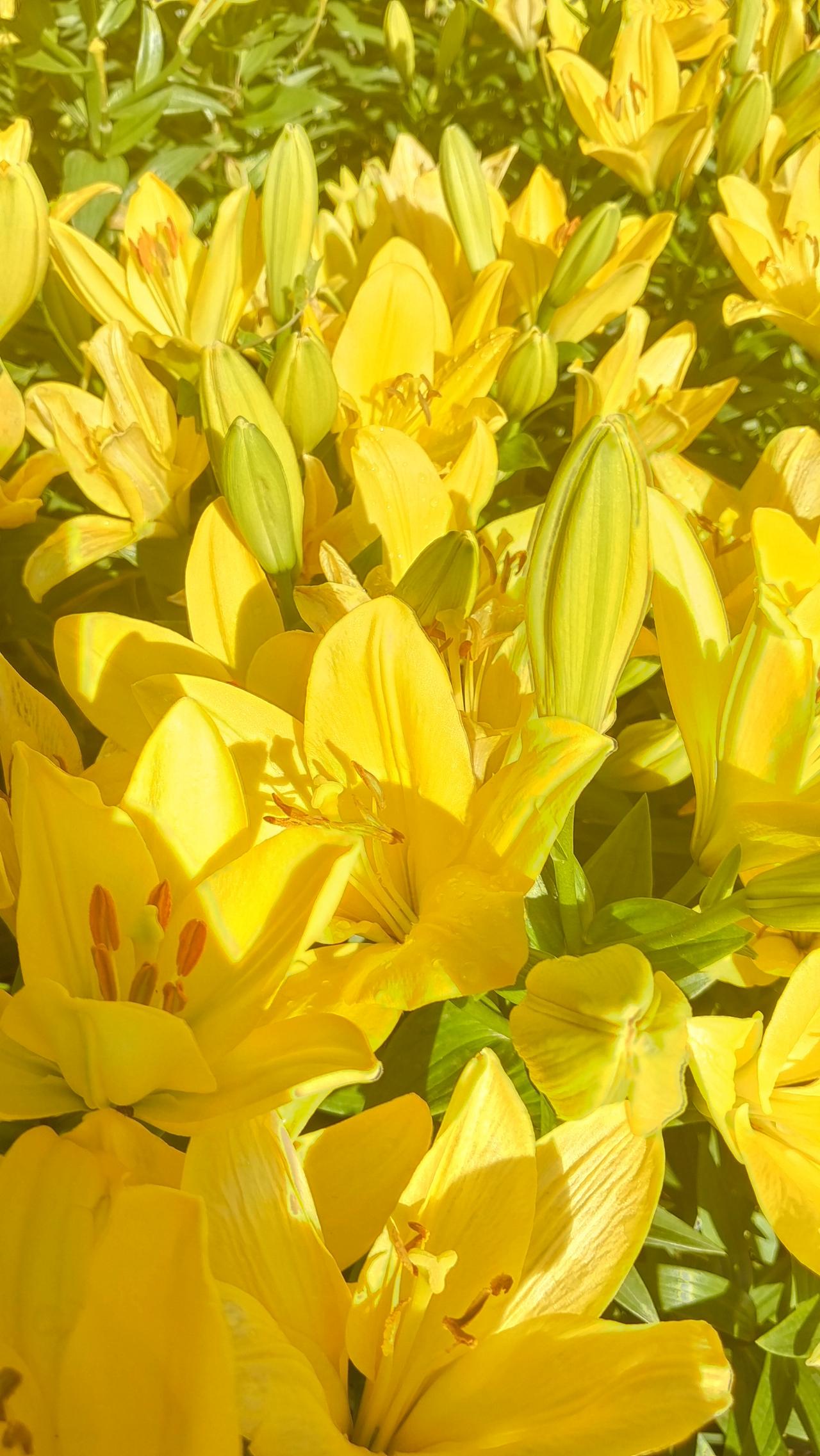 阳光下的黄色百合花海，美得令人窒息！🌸🌞春植开满园，香气散人间，这片百合花海