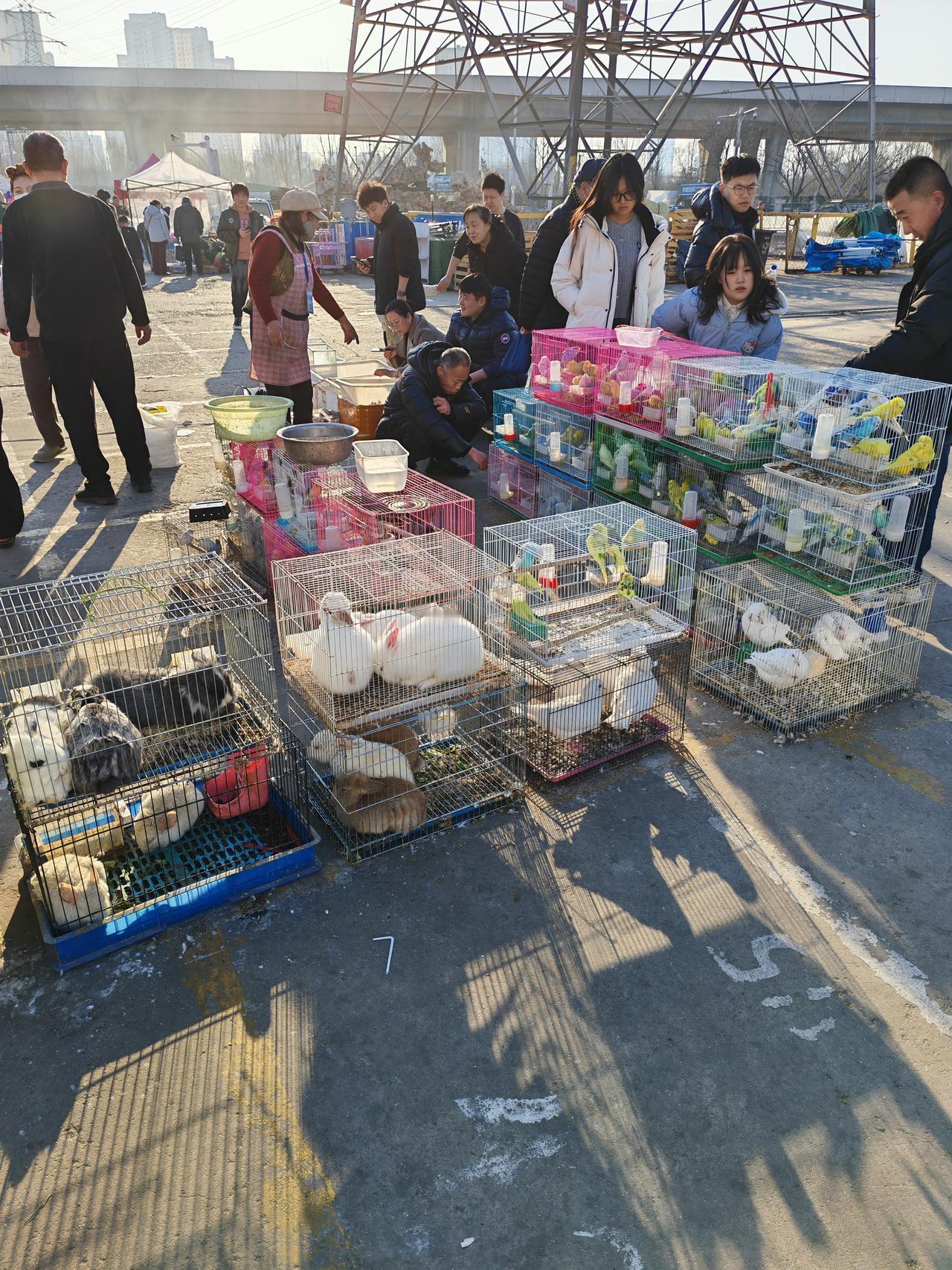 集卡领红包虽然已经初六了，但是花鸟鱼虫市场里依旧有很多人买宠物