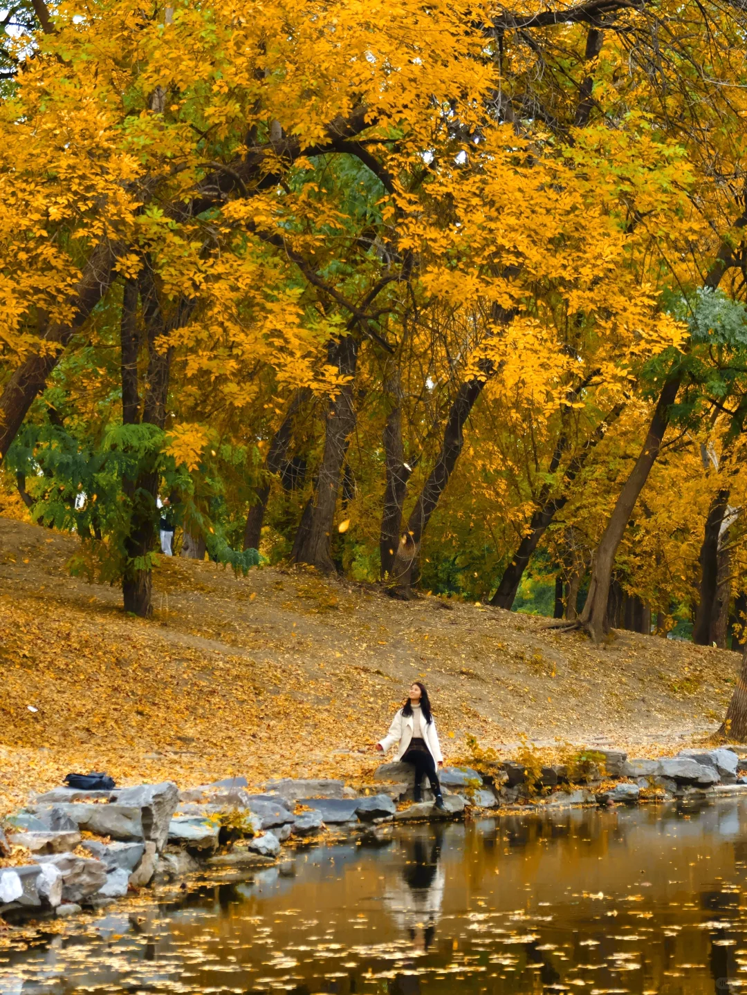 油画秋天🍁圆明园别只知道苹香榭了‼️附地图