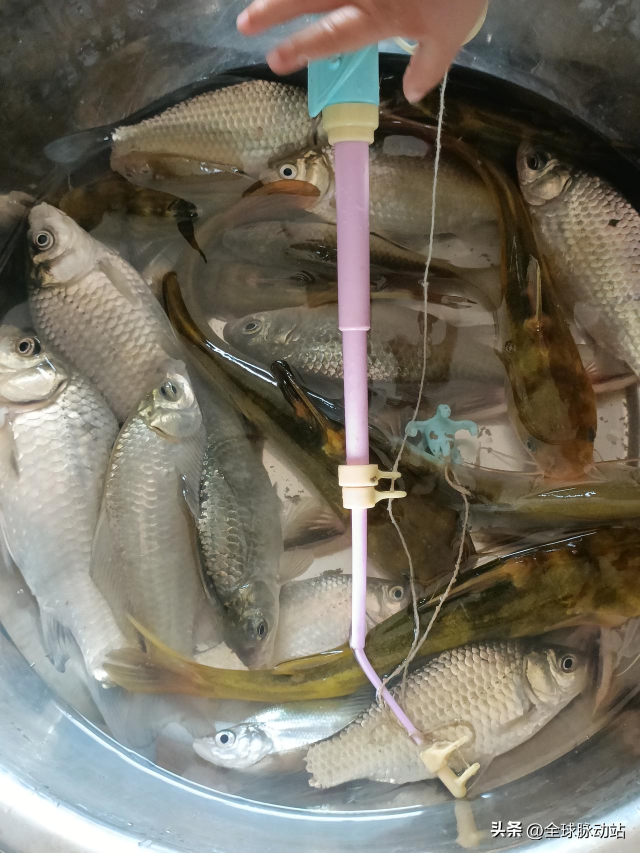 作为一名钓鱼爱好者，看待钓鱼佬炫耀大鱼，我也是有发言权的。

因为不是每次出去钓