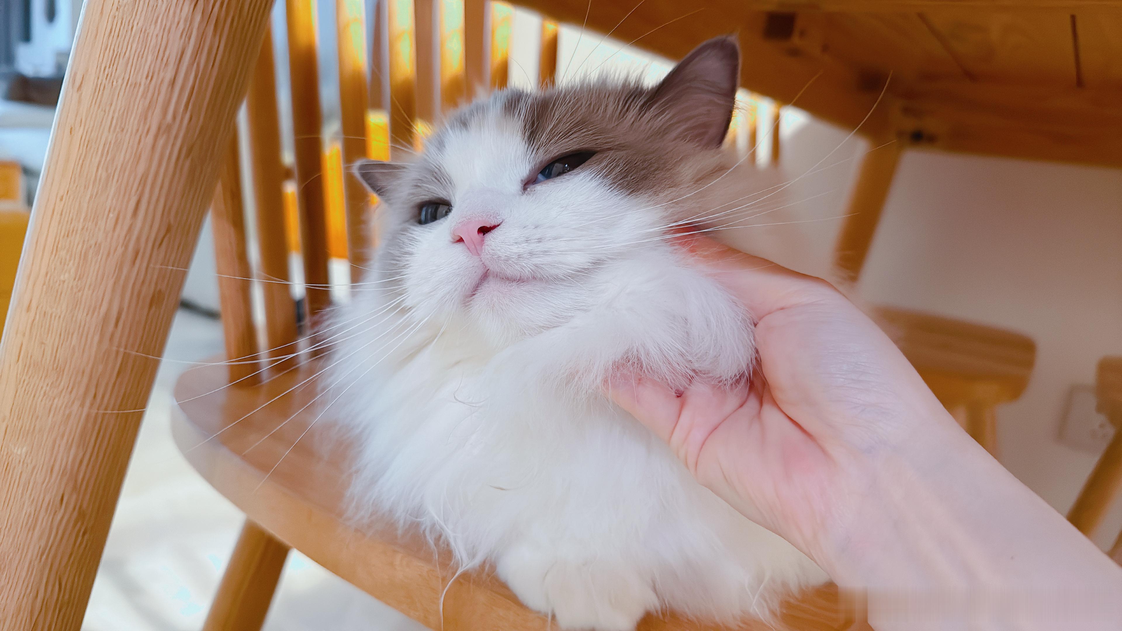 一边吃早饭，猫一边在旁边放屁的感觉谁懂………臭到人神共愤的程度！小兔崽子益生菌给