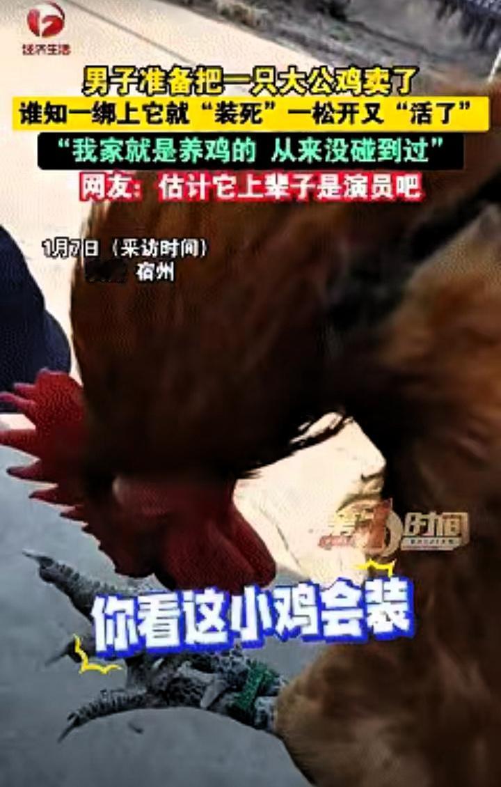 笑不活了！近日安徽宿州，男子准备卖掉家中养的大公鸡，没想到刚把公鸡提起来绑好，原
