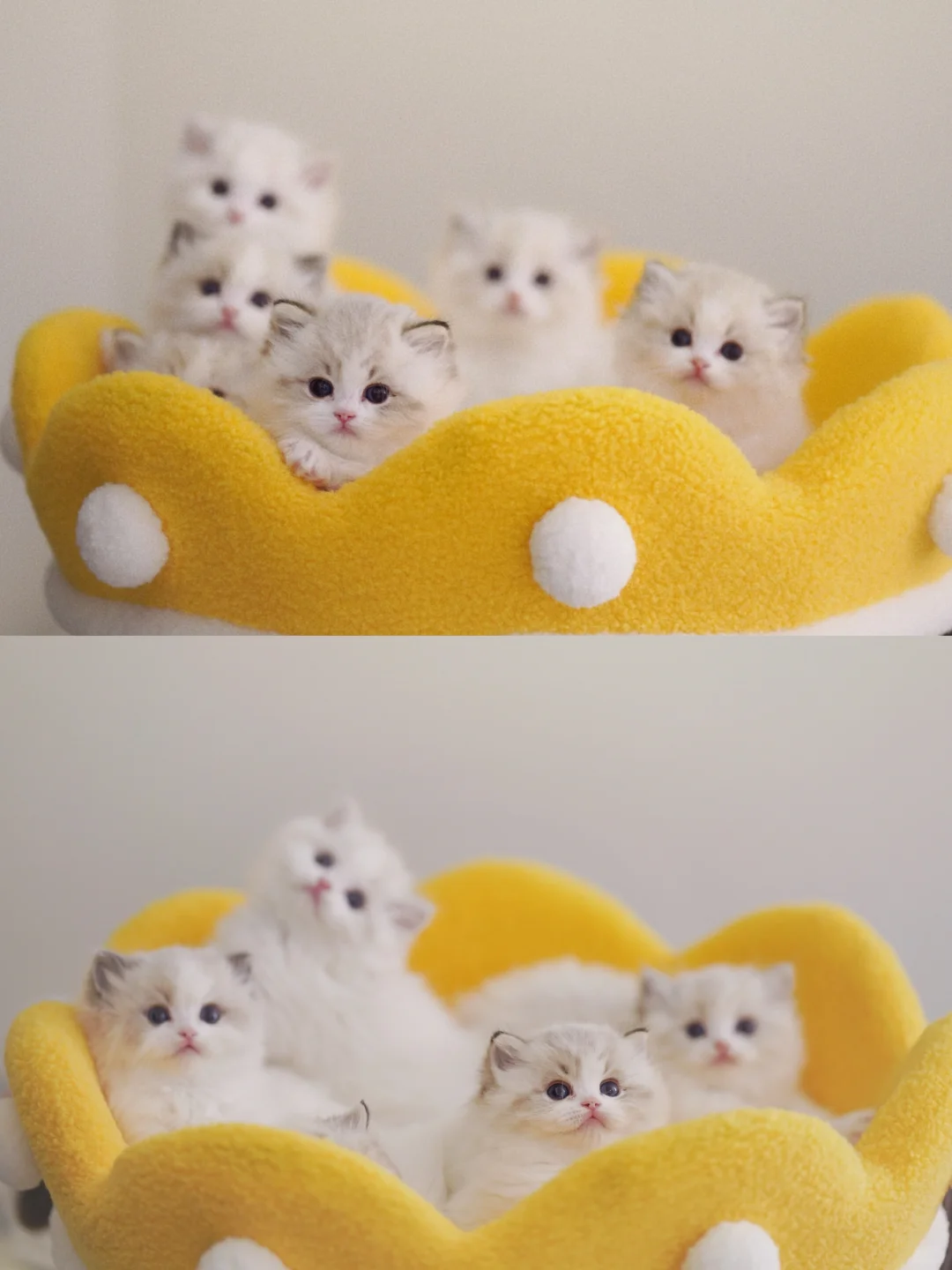 KERR布偶猫｜帮我看看哪只最可爱😍