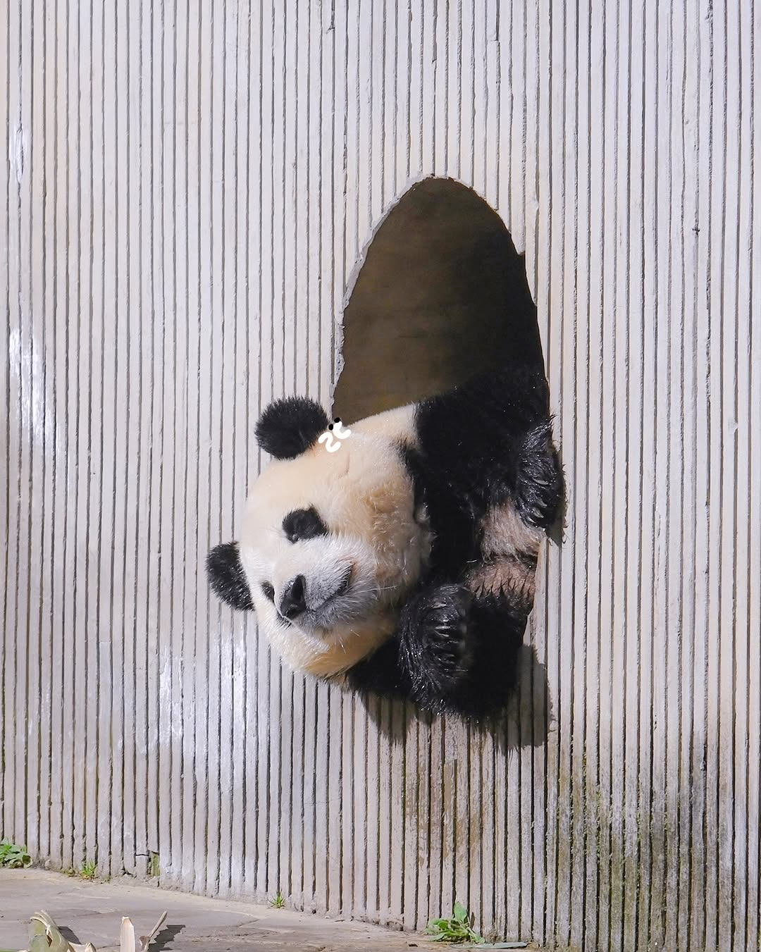 从洗衣机里跑出来的福宝~海外新鲜事热点现场