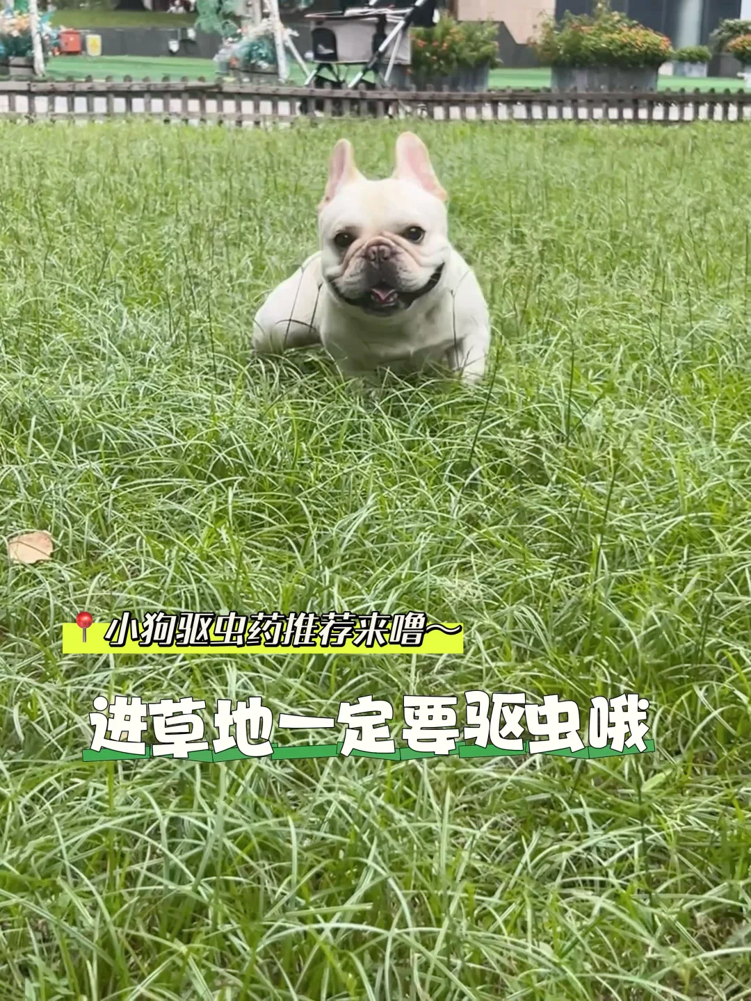 超好用🉐小狗驱虫药推荐！跳蚤退退退